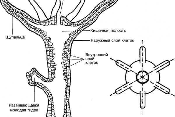 Кракен вход